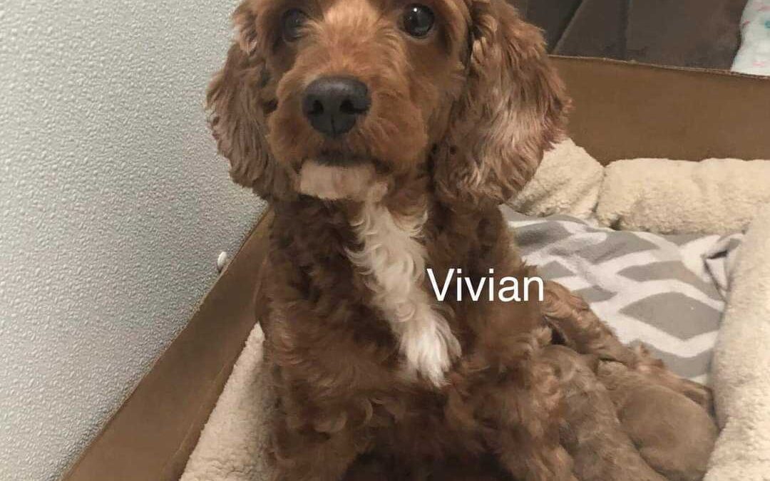 Vivian CCR