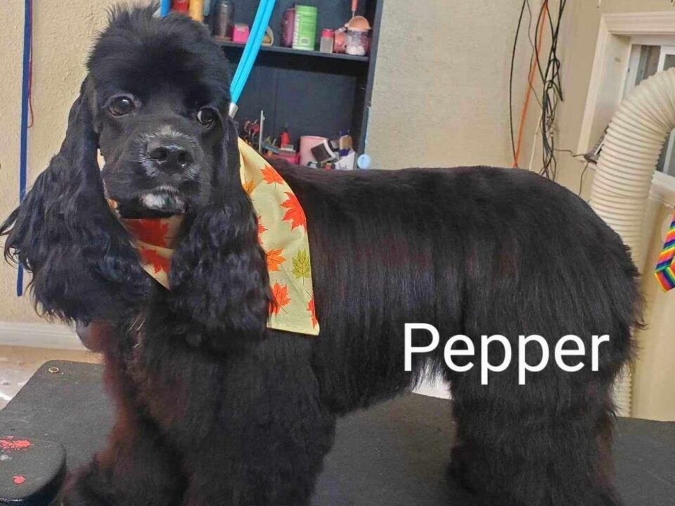 Pepper CCR