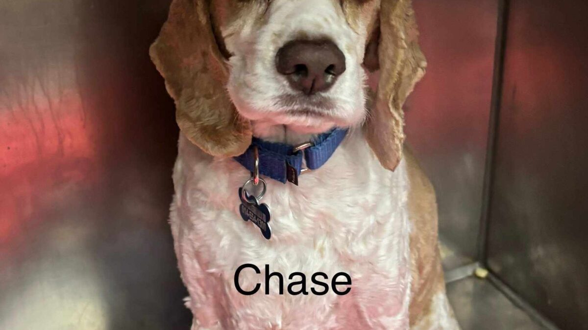 Chase CCR